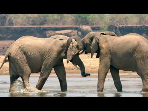 Africas Hunters -  Kimbas Rise