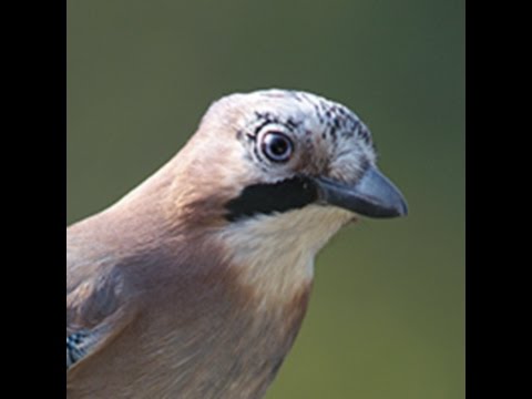 SLIM MILL iPhone [Re-upload]