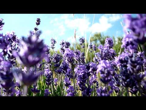 Julian Wess and Mike Carey - Carillon (Original Mix) [HD]