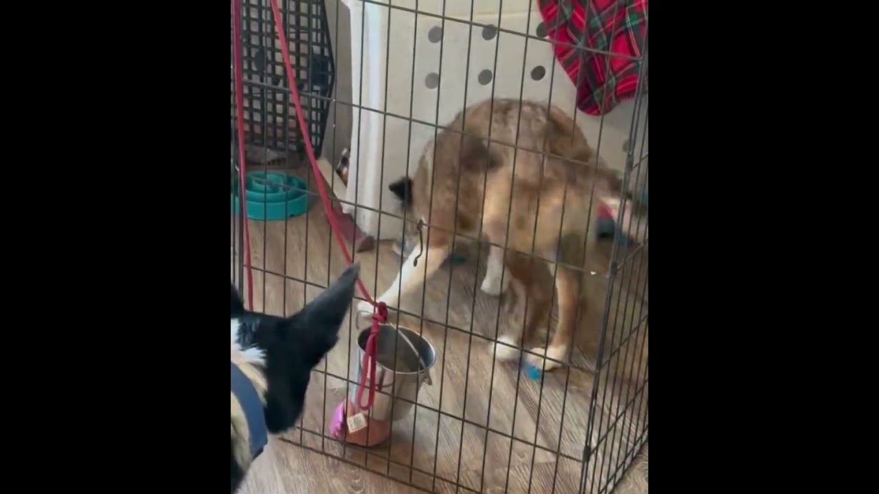 Enlarge Finch, a Adoptable Border Collie in Minnetrista, MN video 6/6