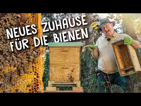 Junges Bienenvolk umsiedeln 🐝 - der Weg vom Ableger zum Wirtschaftsvolk