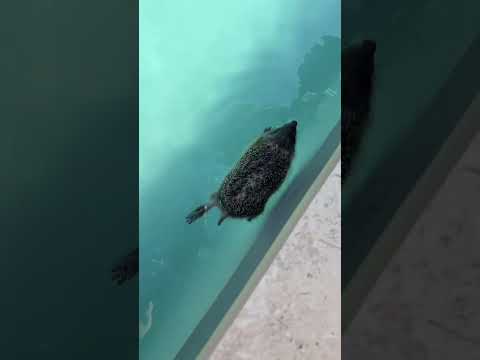 Un hérisson dans la piscine, et au final on l’adopte #piscine