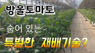 토마토 재배기술 특별한 기술 ~  접목묘 모종값 한해 수천만원 절약
