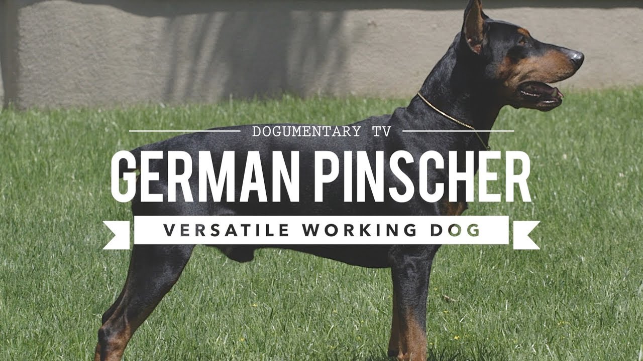 YouTube video preview