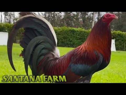 Sweater Radio Asils - SANTANA FARM