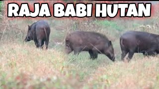 Download lagu NYANGGONG BABI HUTAN KETEMU KIJANG BERTANDUK.... GIMANA SELANJUTNYA YA..??? mp3
