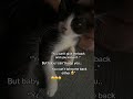 His Perfect Little Tux And Dotted Nose 🥹 Fosterkitten Rescueanimals Cutekittenvideos Fyp