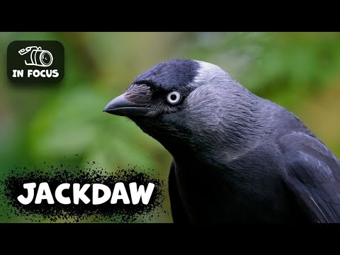 JACKDAW  What Should You Know?
