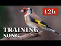 Goldfinch The Best Singing - 12h Training Song