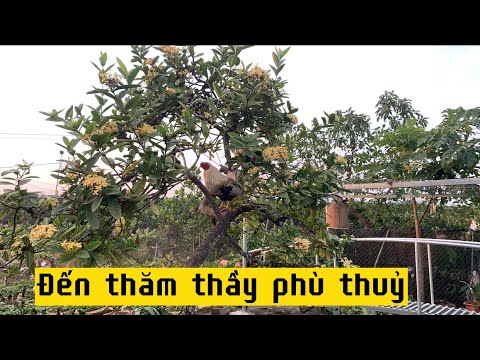 Thầy phù thuỷ trong chế tác cây cảnh.