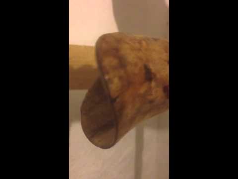 TRANSKEI AGAVE DIDGERIDOO