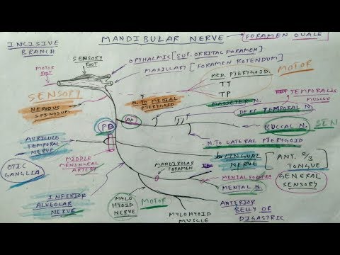 Trigeminal Nerve- 4, Mandibular Division (Diagram) | TCML