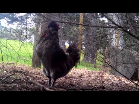 Rooster crowing loud in the early morning !