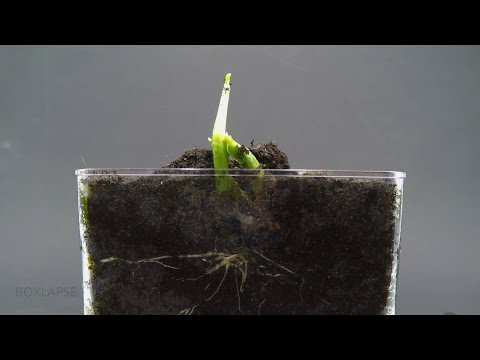 Bean Time-Lapse - 25 days | Soil cross section #timelapse #plants