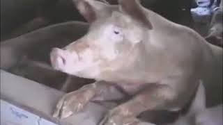HOW IT'S MADE = Bacon, Hot Dogs, Chicken Nuggets, Ice-Cream, Cheese, Steak (VEGAN Animal Abuse)