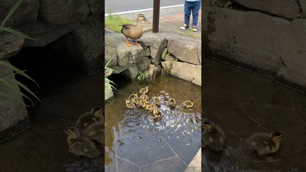 カルガモのヒナがレベルアップする日。　#カルガモ親子 #カルガモ　#動物　#animals #生物 #生物観察