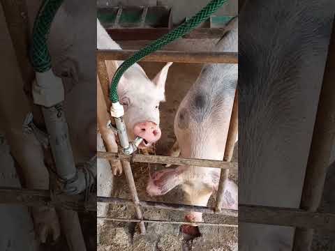mi granja porcina/buenas puercas #cerdos #granja #puerco #mexico #michoacan #exito