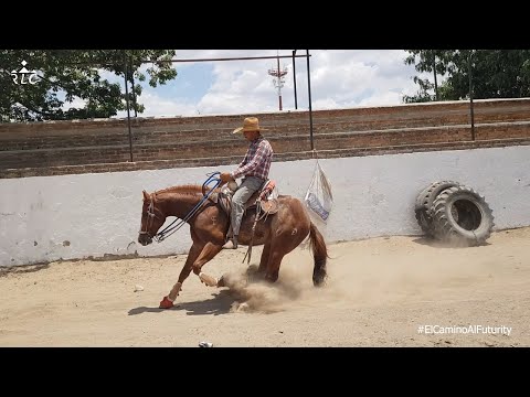 C04P01 - The Road to Futurity - EL JUNIOR in its full session