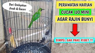 Download lagu How to care for a mini green cucak bird so that it sings quickly and is gacor mp3