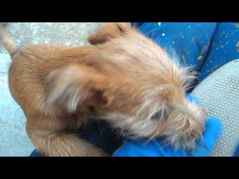 ЗЛОЙ ПЕС - АХАХА -РВЕТ И МЕЧЕТ