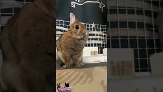 ウサギを見上げる🐇