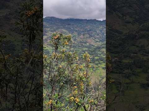 Chacato, Pulan, Santa Cruz, Cajamarca
