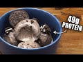 The Secrets To Perfect Oreo Ice Cream