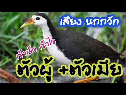 เสียงต่อนกกวัก ตัวผู้+ ตัวเมีย เข้าเร็วเข้าไว