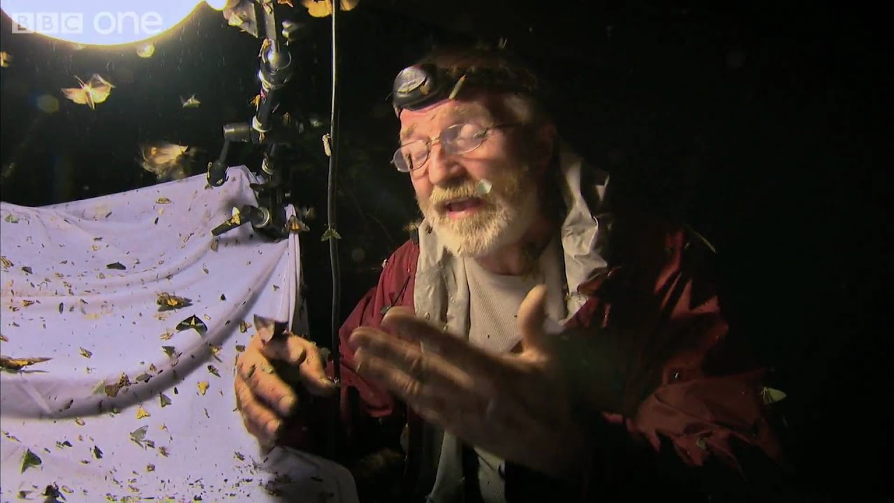 Insect Trap - Lost Land of the Volcano Highlight Episode 3 - BBC One