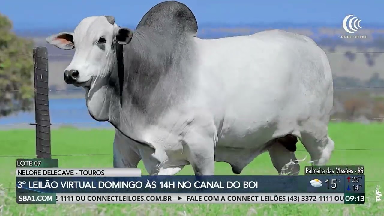 Nelore Delecave oferta touros neste domingo no Canal do Boi