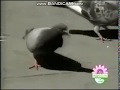 Rocket Classic Sesame Street See Like A Bird Pigeon 1997