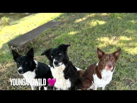 Border collie Czech Championship 🌟/ Dobby