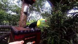 preview picture of video 'Costa Rica 2014: Peace Lodge and Springs resort'