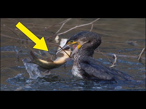 Top 5 gefräßigste KORMORANE | Kormoran frisst Hecht, Zander, Karpfen, Aal