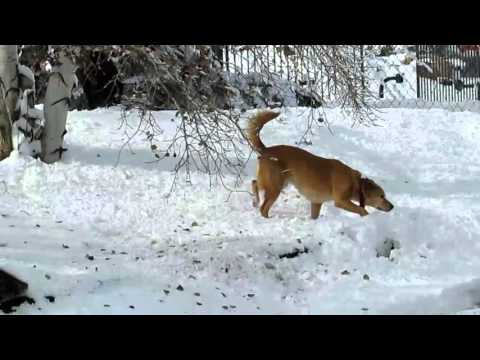 Bella & Emmy in the snow-#1 11/17/2015