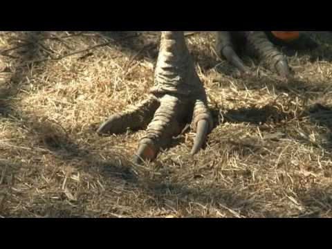 Rob Bredl - The cage of death