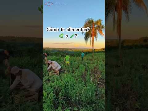 ¿Orgánico o con agroquímicos? Mandioca en Misiones 🌱