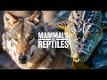Mammals vs Reptiles: The Real Evolutionary Story You Never Learned
