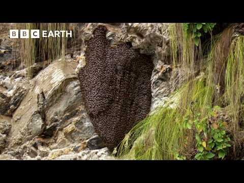 Bees vs Hornets: Nature's Most Synchronised Defence System | Hidden India | BBC Earth