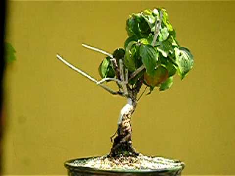 Hirth Bonsai - Cornus mas Bonsai