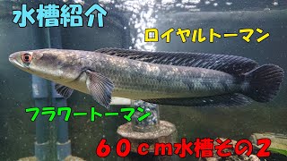 水槽紹介-60cm水槽②【アクアリウム】