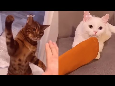 Cute and Funny Cat Videos Compilation #19 | Animals | Baby Cats | R Shahariya