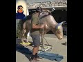 Building a Cow Statue – Step by Step!"