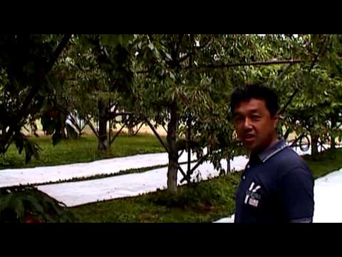 サクランボ－産直あぐり（山形県鶴岡市）