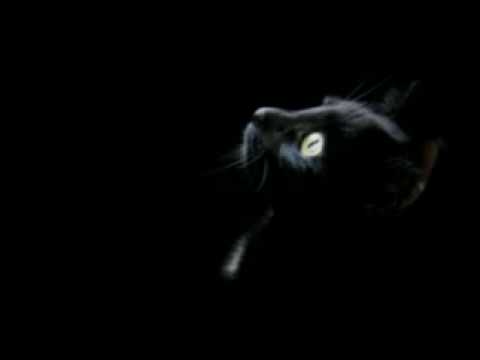 La Gatta - Giovanni Pascoli