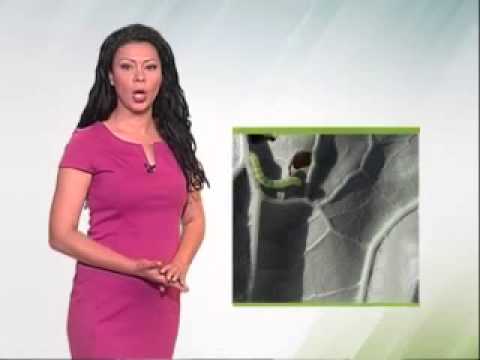 EsrZelenaprog050615s3m