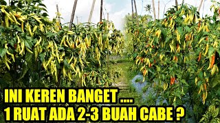 Download lagu CHILI PRODUCES MUCH FRUIT DESPITE THE GEMINI VIRUS INFECTED mp3