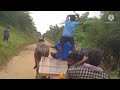 Mudhivarthi Seniors Ox Race