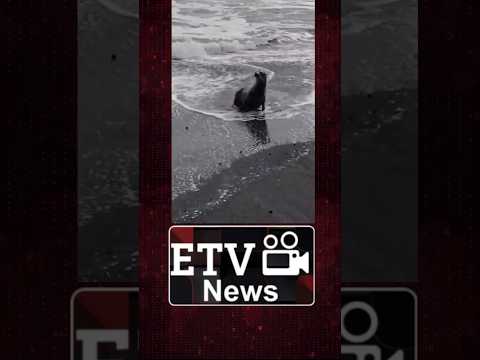 Aparece Foca en playa de Ocós, San Marcos, sorprendiendo a los visitantes y vecinos del sector. #fyp