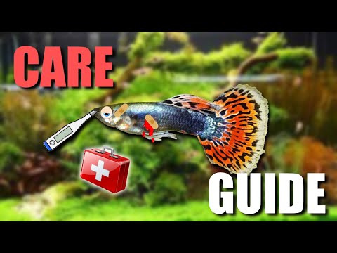 Guppy Care Guide: How To Keep Them Happy & Healthy